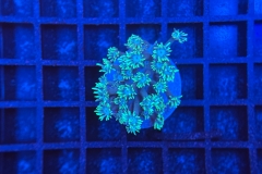 Goniopora