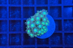 Goniopora