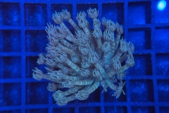 Goniopora