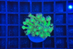 Goniopora