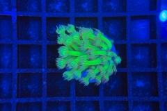 Goniopora
