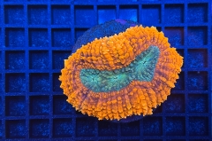 Symphyllia