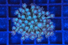 Goniopora