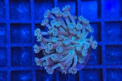 Goniopora