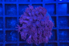 Goniopora