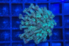 Goniopora