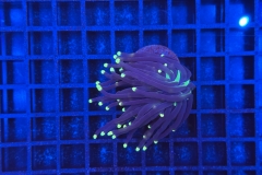 Euphyllia glabrescens Black Torch