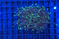 Euphyllia glabrescens