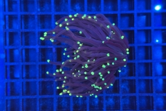 Euphyllia glabrescens Black Torch