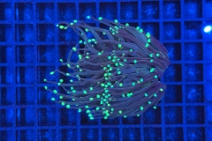 Euphyllia glabrescens