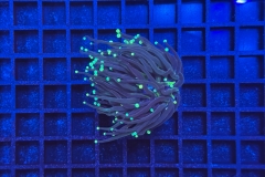 Euphyllia glabrescens