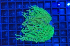 Euphyllia glabrescens