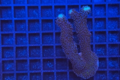 Stylophora pistillata Milka