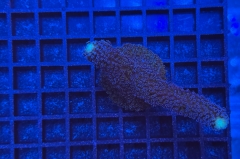 Stylophora pistillata Milka