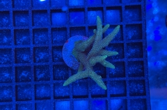 Stylophora