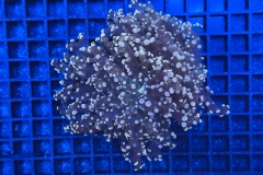Euphyllia paradivisa
