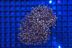 Euphyllia paradivisa