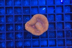Symphyllia