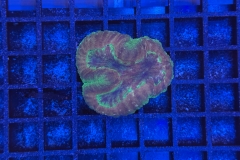 Symphyllia