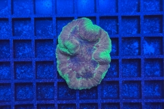 Symphyllia