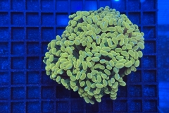 Euphyllia paraancora