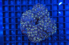 Euphyllia paraancora
