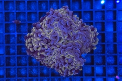 Euphyllia paraancora