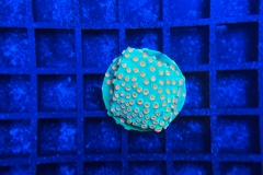 Cyphastrea Jingle Bells