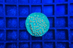 Cyphastrea Jingle Bells