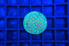 Cyphastrea Jingle Bells