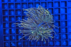 Euphyllia glabrescens