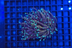 Euphyllia glabrescens