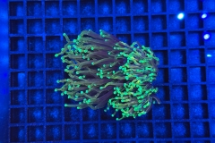 Euphyllia glabrescens