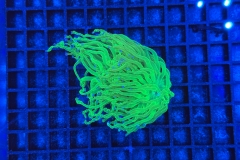 Euphyllia glabrescens
