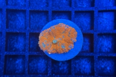 Rhodactis
