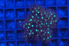 Pachyclavularia