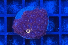 Zoanthus