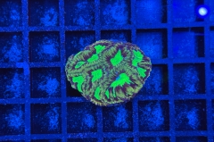 Goniastrea