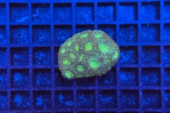 Acanthastrea echinata