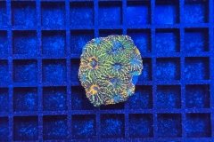 Acanthastrea echinata