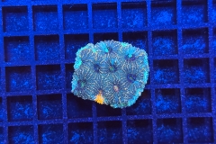 Acanthastrea echinata
