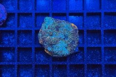 Acanthastrea echinata