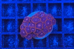 Zoanthus