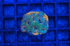 Acanthastrea echinata