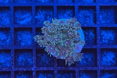 Goniopora