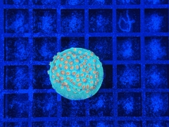 Cyphastrea Jingle Bells