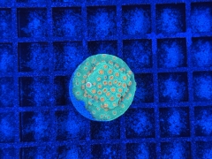 Cyphastrea Jingle Bells
