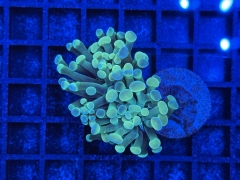 Euphyllia paraancora
