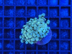Euphyllia paraancora