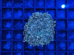Euphyllia paradivisa